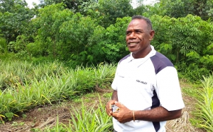Promoting pineapple potential in Vanuatu